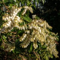 *** :: Николай Гирш *** :: Николай Гирш