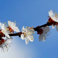 С Вербным Воскресеньем)) :: Татьяна Евдокимова