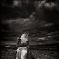 Ярик. :: leff Postnov