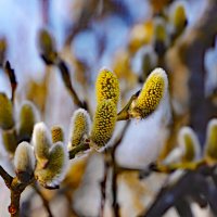 13 апреля :: краснов юрий 