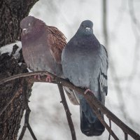 *** :: Николай Чекалин