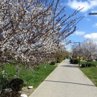 Весна в Аксайском парке МЕГА :: Татьяна Смоляниченко Весна в Аксайском парке МЕГА :: Татьяна Смоляниченко