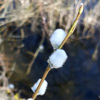 Верба-вербочка... :: Наталья Герасимова