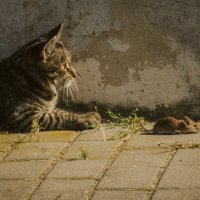 Кот и мышь :: Татьяна Аникина