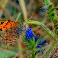 опять про бабочек 9 :: Александр Прокудин