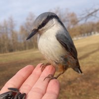 Поползень :: Сапсан Поползень :: Сапсан