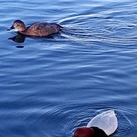 Красноголовые нырки :: Сапсан 