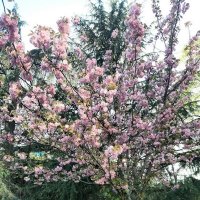 ЧЕРЕШНЕВЫЙ САД. АПРЕЛЬ 2025 :: Tata Wolf