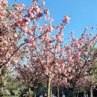 ЧЕРЕШНЕВЫЙ САД. АПРЕЛЬ 2025 :: Tata Wolf