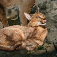 Каракал :: SanSan 