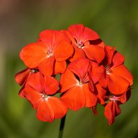 Пеларгония :: Игорь Сикорский Пеларгония :: Игорь Сикорский