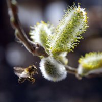 Весенний полет :: Сергей Швечков