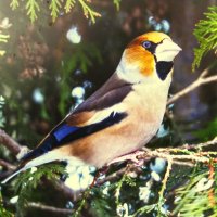 Дубонос на туе :: Людмила Смородинская Дубонос на туе :: Людмила Смородинская