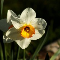 Доброе утро :: Юрий. Шмаков