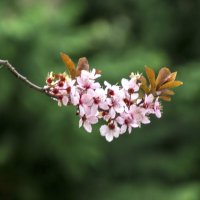 Весенние цветы :: Валентин Семчишин