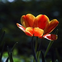 **** :: Андроник Александр **** :: Андроник Александр