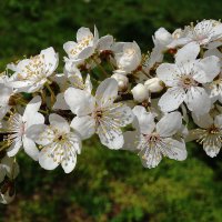 Апрельское цветение :: Рита Симонова