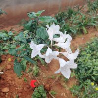 Азистазия. Цветы у нашего подъезда. :: Светлана Хращевская