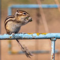 Неожиданная встреча. :: Анатолий. Chesnavik. Неожиданная встреча. :: Анатолий. Chesnavik.