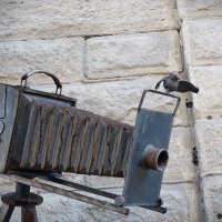 Птичка вылетила :: Василий Дворецкий