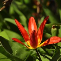 вксна :: ИННА ПОРОХОВА