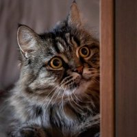 Юка :: Андрей Lyz