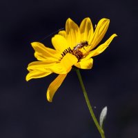 Тест Canon EF 100-400 :: Андрей Lyz