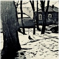 важный птах :: Любовь 