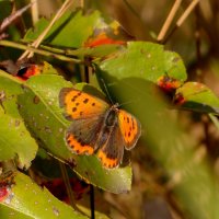 опять про бабочек 12 :: Александр Прокудин