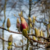 Начало цветения... :: Николай Гирш