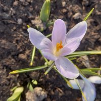 Крокус :: Сапсан 