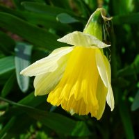 Первый мой нарцисс в этом году. :: Милешкин Владимир Алексеевич Первый мой нарцисс в этом году. :: Милешкин Владимир Алексеевич