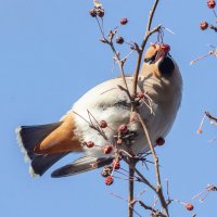 Свиристель. :: Виктор Иванович Чернюк