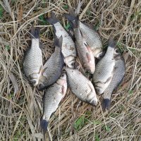 Уловчик выходного дня. :: сергей ермошкин Уловчик выходного дня. :: сергей ермошкин