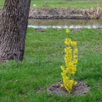 „ Мимоза " средней полосы :: Сеня Белгородский