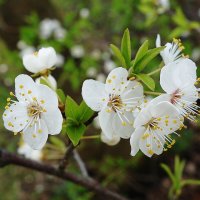 Апрельское цветение :: Рита Симонова