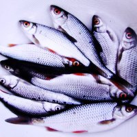 Улов :: Людмила Смородинская