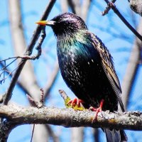 Красавчик скворец :: Людмила Смородинская Красавчик скворец :: Людмила Смородинская