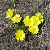 прекрасный адонис :: Елена Шаламова