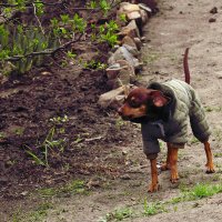 Гавкучий пёсик :: Юрий Гайворонскiий Гавкучий пёсик :: Юрий Гайворонскiий