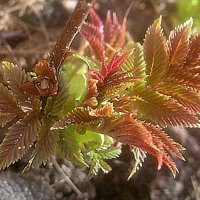 Пробуждение :: Елена Семигина