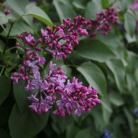 Лето в Заполярье :: Ольга 