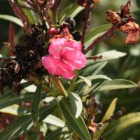 Олеандр :: Oleg4618 Шутченко