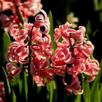 О весне :: Юрий. Шмаков