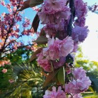 Черешневый лес. Апрель 2025 Сочи :: Tata Wolf