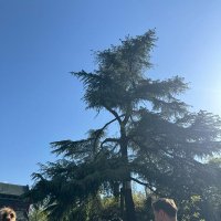 Весна в Китае :: Ирэн 