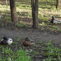 Заблудились... :: Freddy 97