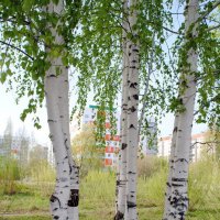 Берёзки - сестрёнки :: lyudmila Курлова