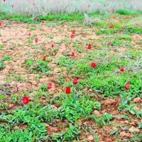 У подножия горы :: Александр Владимирович Никитенко У подножия горы :: Александр Владимирович Никитенко