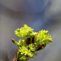 Почки-листочки :: Александр Кондаков